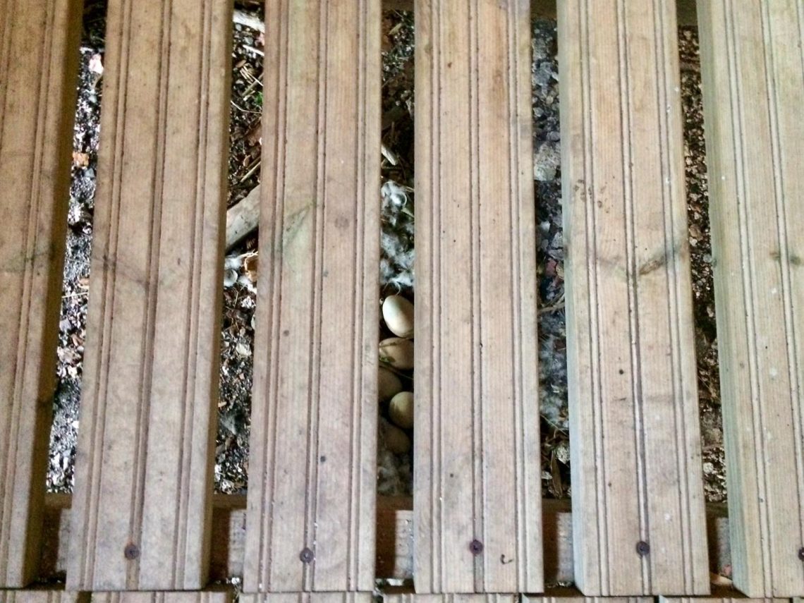 Vessan lattianraoista pilkisti linnunmunia