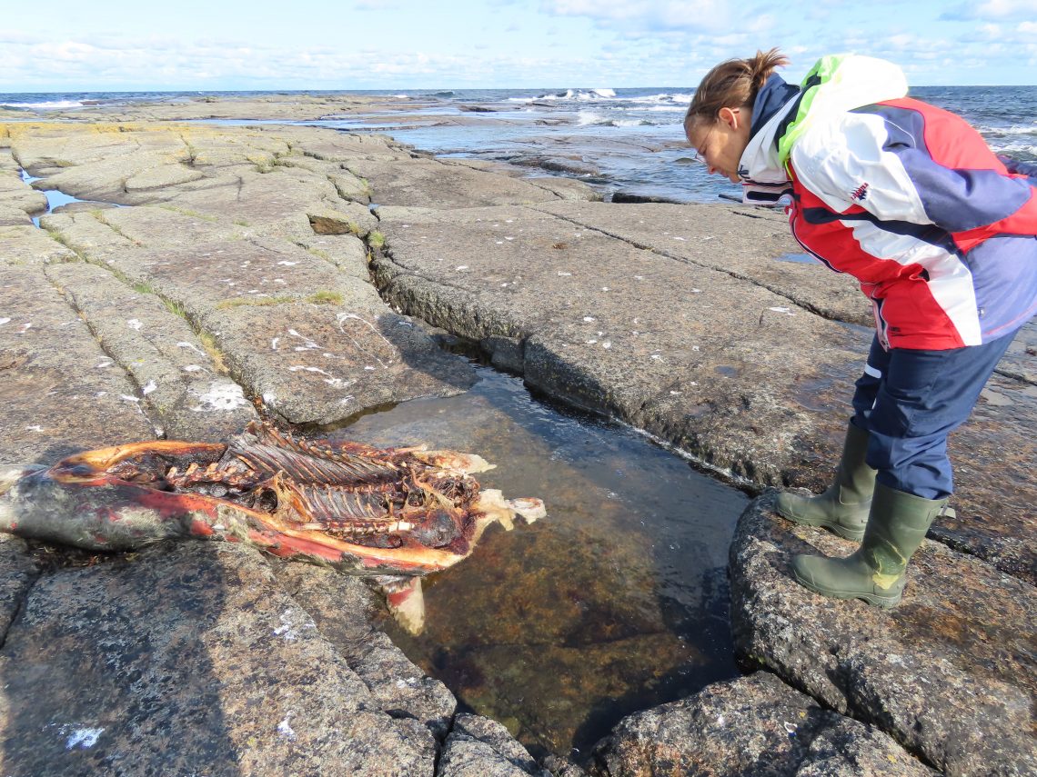 Nainen katsoo kalliolla makaavaa kuollutta hyljettä