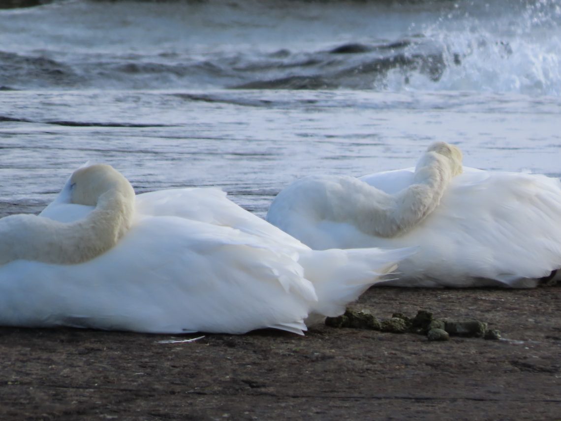 Joutsenet päivälevolla