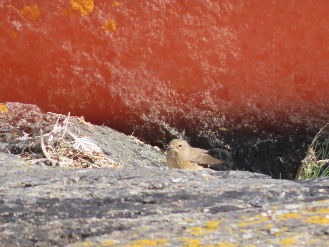 Pieni lintu nimeltään leppälintu