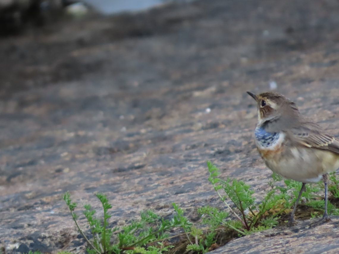 Pieni lintu nimeltään sinirinta