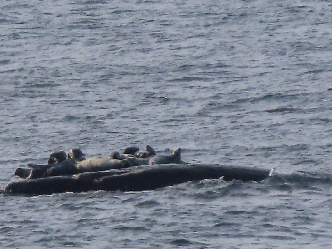 Hylkeet makaavat pienellä luodolla