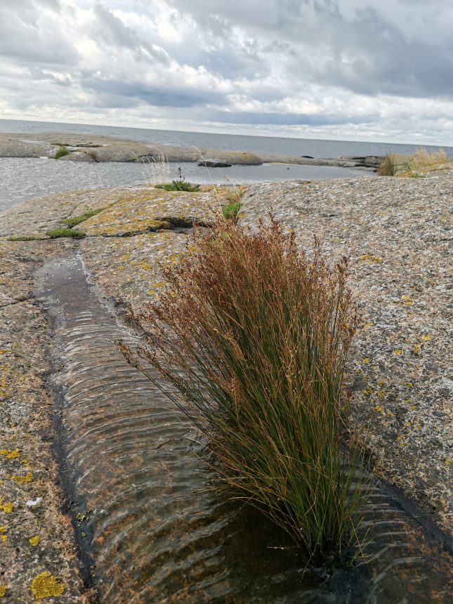 Heinät heiluu tuulessa