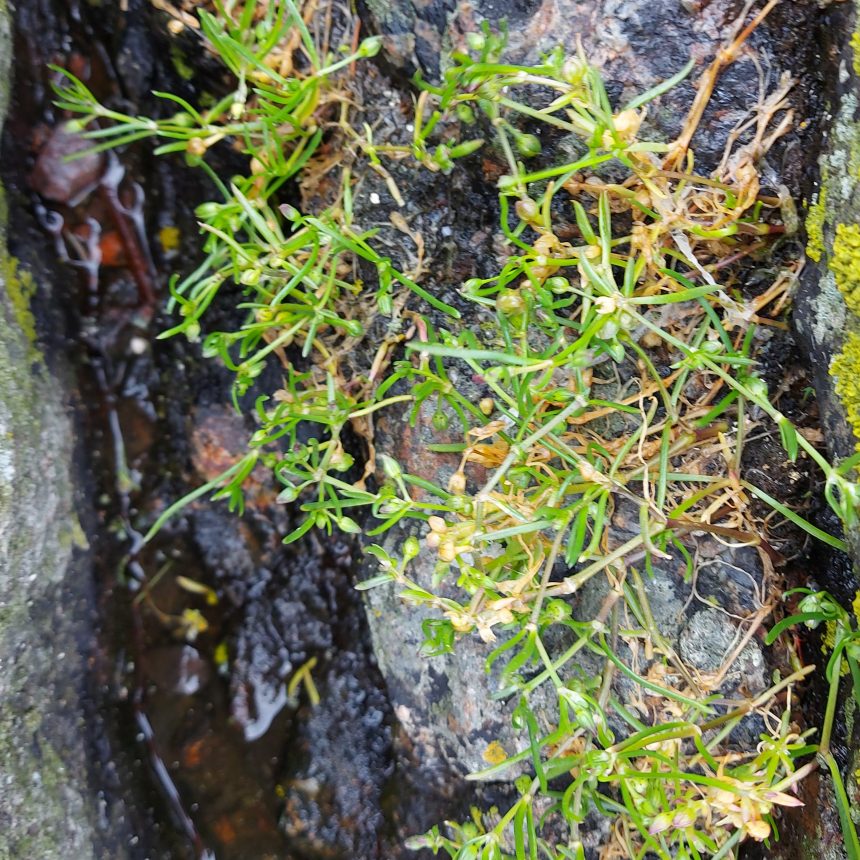 aaSama kasvi pilvisellä säällä