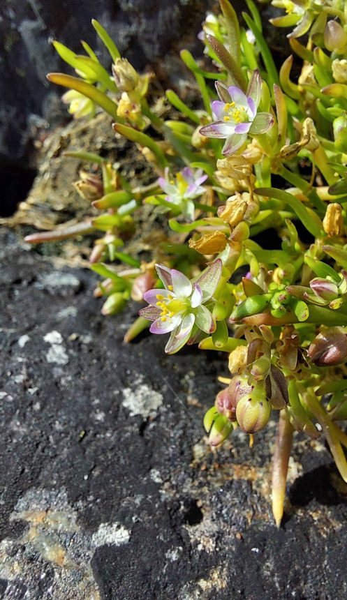 Kasvi luodon kallionkolossa