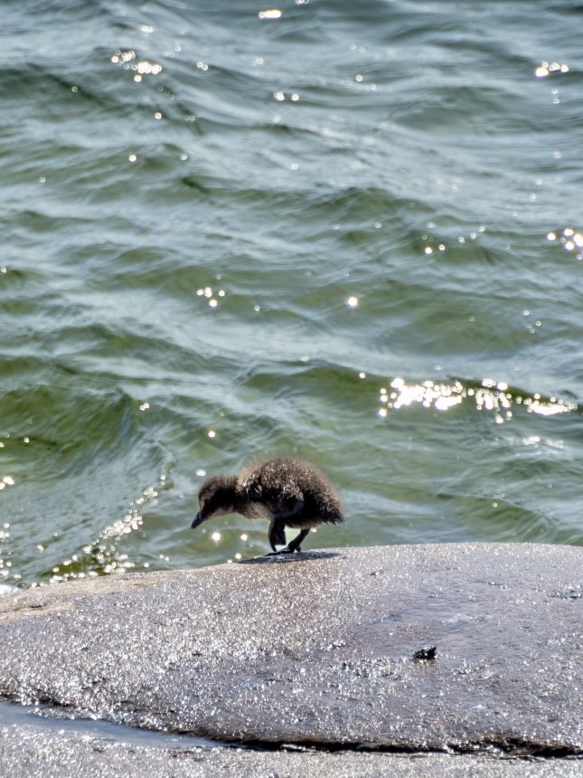 Uimaharjoitukset (kuva Nathalie Vaittinen)