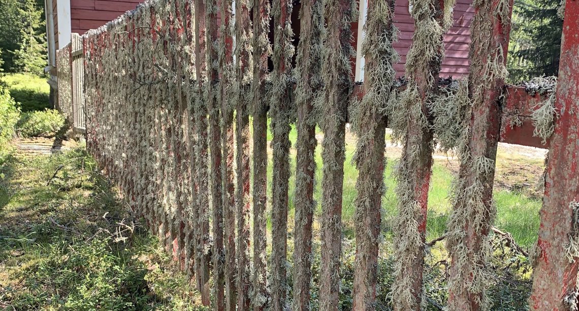Ytterin aita