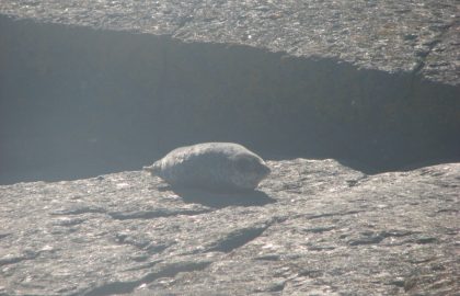 IMG_3953
