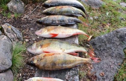 Viikko 35 27.8.-2.9.2023: Tuija, Helena ja Annika