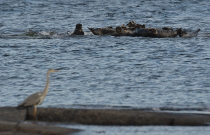 Märket_vko 33_15082018_harmaahaikara ja harmaahylkeet