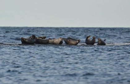 Märket_vko 33_15082018_hylkeet vai kubistiset patsaat