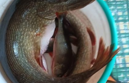 Viikko 24: 10.6.-16.6.2023 Eija ja Fredi