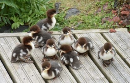 Uusimmat retkitarinat luettavissa